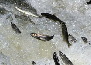 İnci Kefali İçin Göç Mevsimi