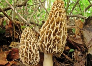 Kuzu göbeğinin Kilosu 800 TL