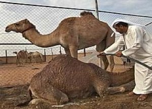 Bu Hayvandan Uzak Durun