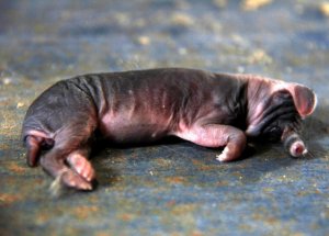 Ne Olduğunu Tahmin Edebilir misiniz?