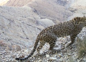 Kafkasya Leoparları Kapana Yakalandı