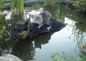 Bosna’da 120 Yılın En Şiddetli Yağışı