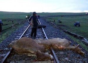 Tren 50 Büyükbaş Hayvanı Biçti