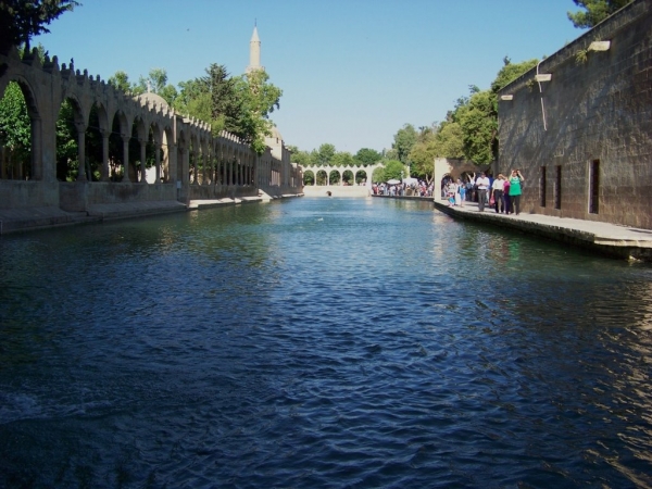 Balıklıgöl’deki Balıklar Ölüyor