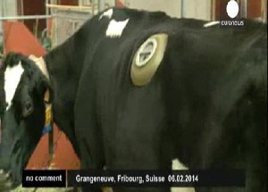 İneklerin Midelerine Pencere Taktılar