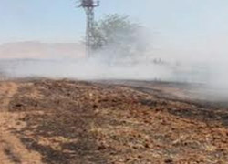 Nusaybin ve Kızıltepe'de binlerce dönüm arazi yandı
