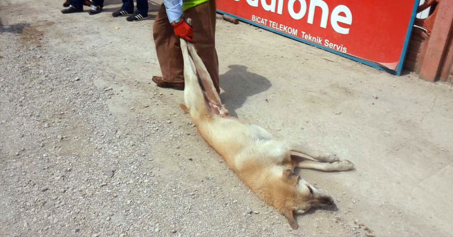 Sürükleyerek Kısırlaştırmaya Götürdüler