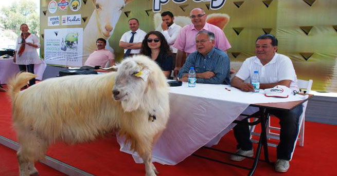 Pistte Bu Kez Kuzular Yarıştı