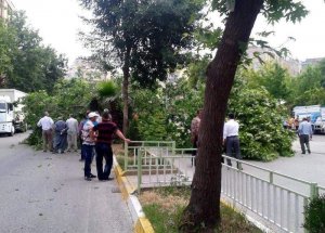 Kamyonun Çarptığı Ağaç Yola Devrildi