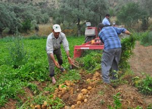 Çiftçinin Yeni Alternatifi: Patates