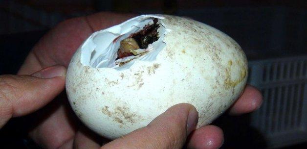 2 Bin 400 Yavru Çıktı