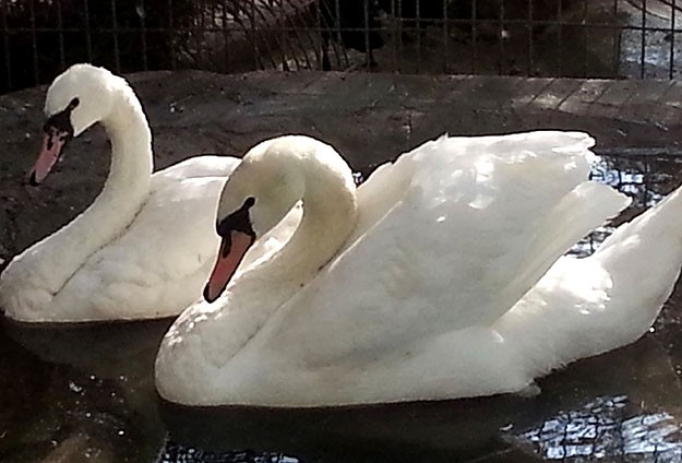 İngiltere Bu Türk'ü Konuşuyor