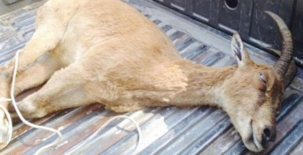 Keçilerde Oluşan Körlük Korkuttu