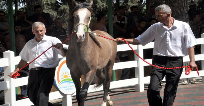 Villa Değerinde Tay