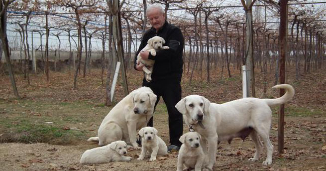 Artık Türk Çoban Köpeğinin de Federasyonu Var