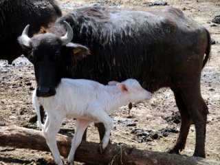 Görenler Şaştı Kaldı!