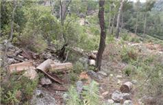 Antalya'da Çam Ağacı Katliamı