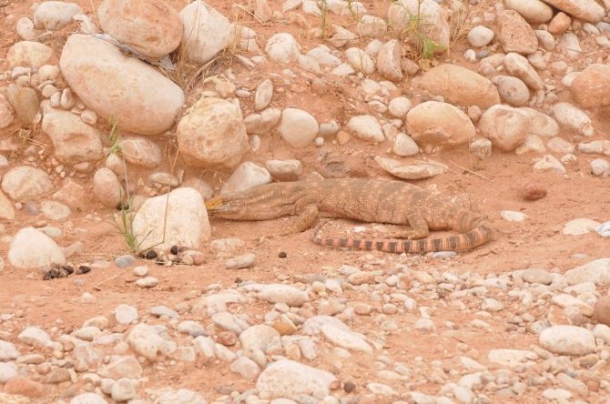 Nesli Tükenmek Üzere! Şırnak'ta Bulundu