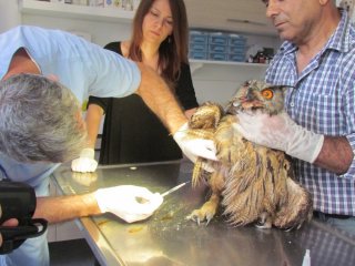 Karacahayıt’ta 'Puhu' Operasyonu