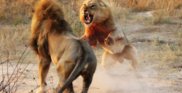 Böyle Olur Kralların Kavgası