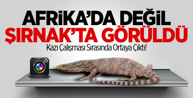 Şırnak'ta Yakalanan Dev Kertenkele