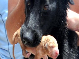 Yavruları Kanala Düşen Köpek İtfaiyeye Yardım Etti