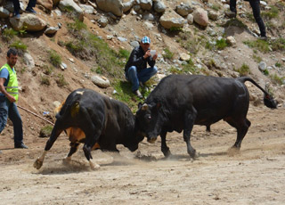 Boğayı Üniversiteye Tercih Etti