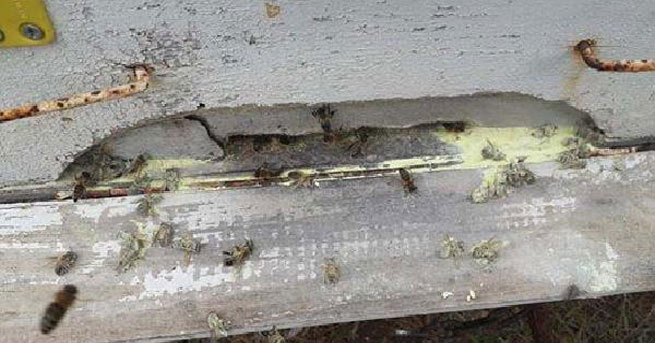 3 Milyon Arı Telef Oldu