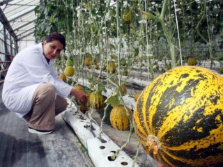 ÇÜ'de Susuz Domates Ve Kavun Yetiştirildi