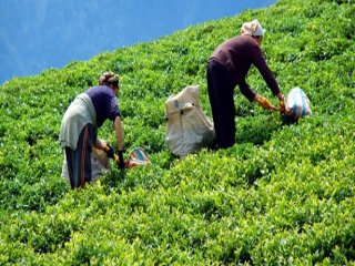 Birinci Sürgün Çay Alımları Tamamlandı