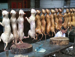 Çin'de Köpek Yeme Festivali