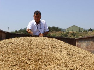 Buğday Hasadı Başladı