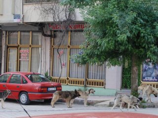Başıboş Köpekler Korkutuyor