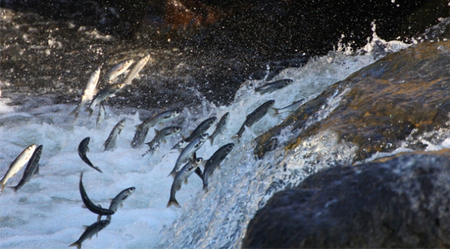 10 Ton Balık Suya Bırakıldı