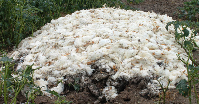 40 Bin Tavuğu Sıcak Vurdu