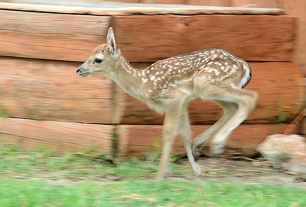 İzmir Doğal Yaşam Parkı'na Yeni Misafir