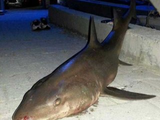 Kocaeli Sahiline Köpek Balığı Vurdu