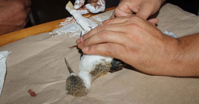 Su Çulluğunun Ayağı Alçıya Alındı