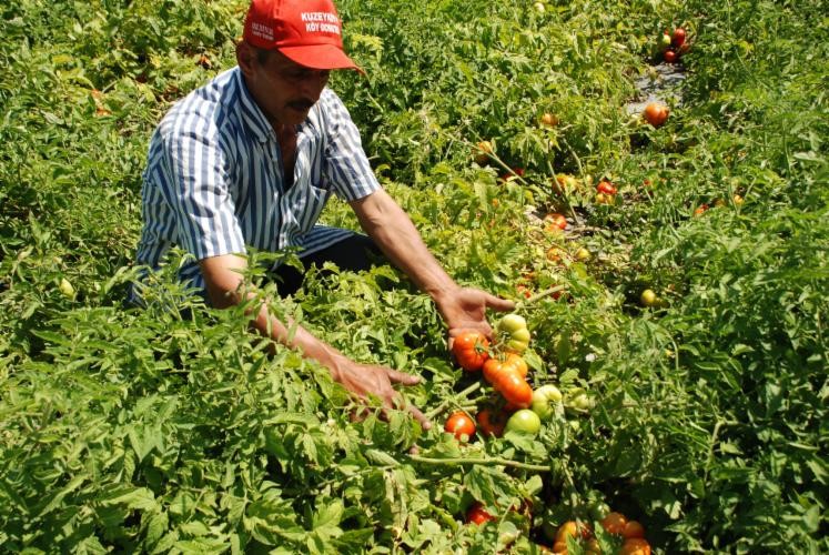 'Ninelerimizin' Yediği Domatesi Üretti