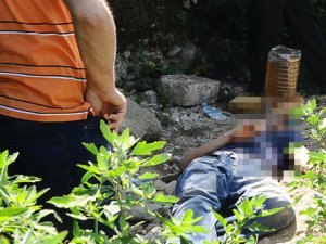 Bonzai Fare Zehri Gibi Öldürüyor