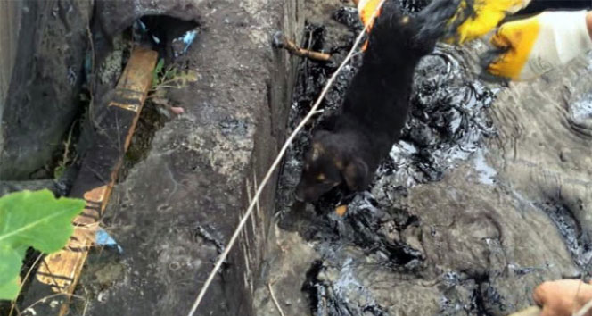 Zifte Yavru Köpek Yapıştı