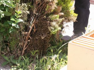 Arılar Şehri İstila Etti