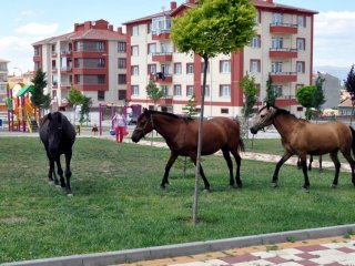 Parklar Atların Otlama Alanı Oldu