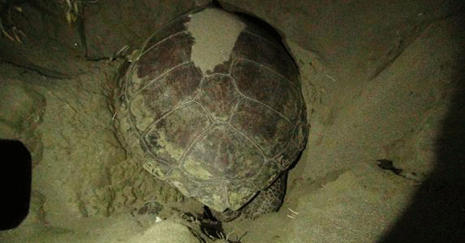 Caretta'lar Yumurta Bırakmaya Başladı