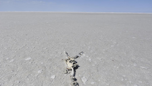 Kuruyan Tuz Gölü'nde Flamingoları Vurdu