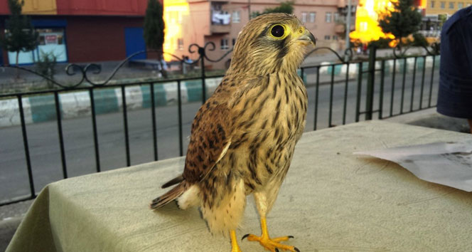 İyileştirilen Atmaca Doğaya Geri Dönmüyor