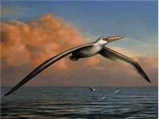 İşte Uçan En Büyük Canlı