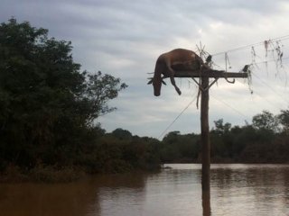 Sele Kapılan İnek Direkte Ölü Bulundu