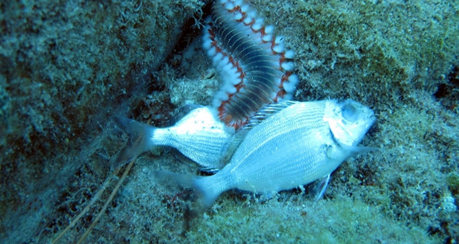 Antalya’da Zehirle Balık Katliamı