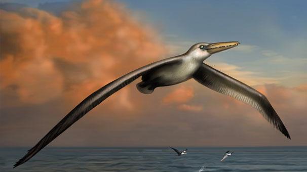 Kanadının 1 Tanesi 6 m Uzunluğunda